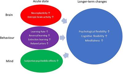 Does Psychedelic Therapy Have a Transdiagnostic Action and Prophylactic Potential?